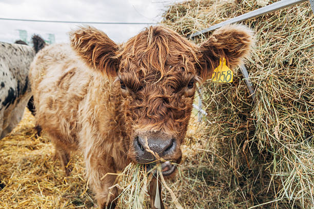 istock Galloway cattle breed for meat production 2208954946