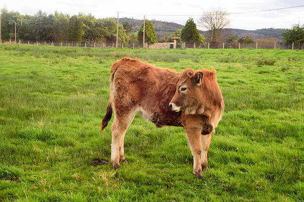 Brown calf scratching itself in green meadow