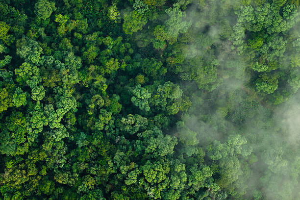 istock Aerial top view of green trees in forest 2208958416