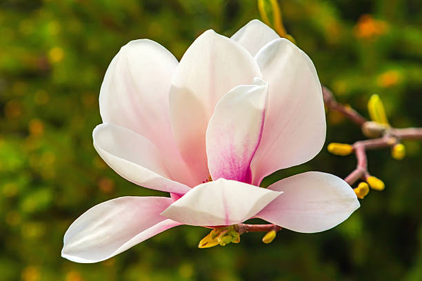istock Magnolia liliiflora flower on a branch. Blooming magnolia tree with flower. Spring bloom 2208959065