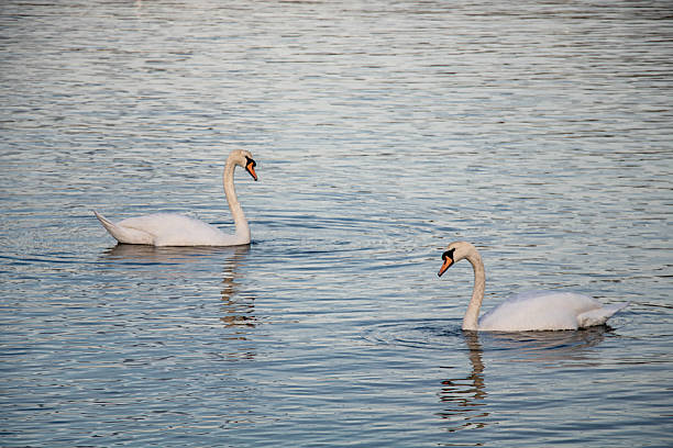 istock Two swans swim towards each other on a pond 2208960265