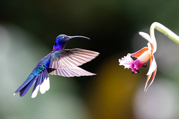 Campylopterus hemileucurus, the violet sabrewing, in flight
