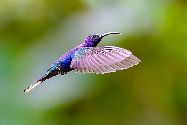 istock Campylopterus hemileucurus, the violet sabrewing, in flight 2208962589