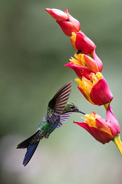 istock Heliodoxa jacula, The green-crowned brilliant. Drinking nectar in flight 2208963674