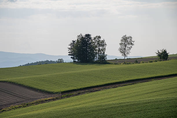 istock Green wheat field in early summer 2208963760