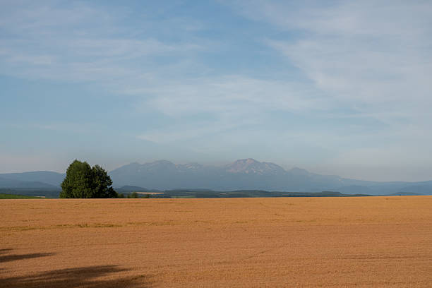 istock Golden wheat field in summer 2208963831
