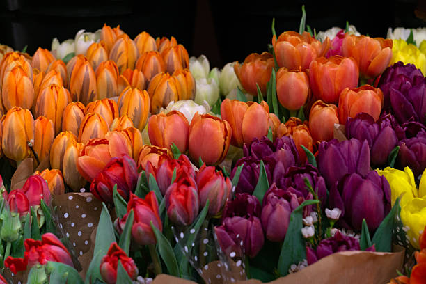 istock Bouquets of bright, multi-colored tulips. 2208964002