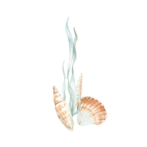 istock Seashells and seaweeds watercolor illustrations in orange, blue and red colors. Hand drawn composition isolated on white background. Design elements for labels, textiles, tableware 2208964487