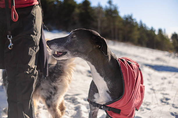 Friends having a Winter hiking vacation with their dogs