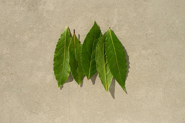 Green laurel leaves on a gray background