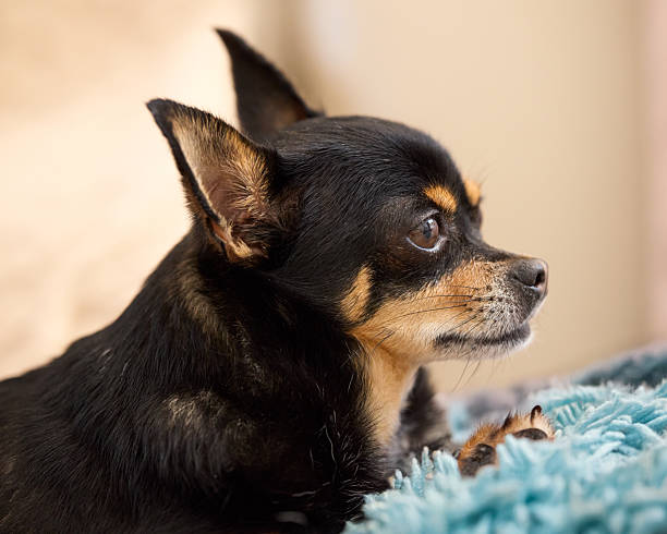 istock Chihuahua with a black coat and tan markings around the eyes, cheeks, and muzzle. Its erect ears and alert, expressive eyes stand out against the blurred background 2208967320