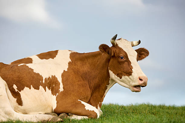 This detailed photograph captures a beef cow calmly grazing in an open field, surrounded by a natural rural environment. The animal’s strong, muscular build reflects its role in livestock farming, while its relaxed posture conveys a sense of tranquility. The soft natural lighting enhances the textures of its coat, emphasizing the earthy tones that blend harmoniously with the surrounding landscape. This image highlights the essential connection between agriculture, livestock, and sustainable food production. The picture is taken at Kalvebod Commons - Kalvebod Fælled, which is a large nature area close to the center of Copenhagen.
