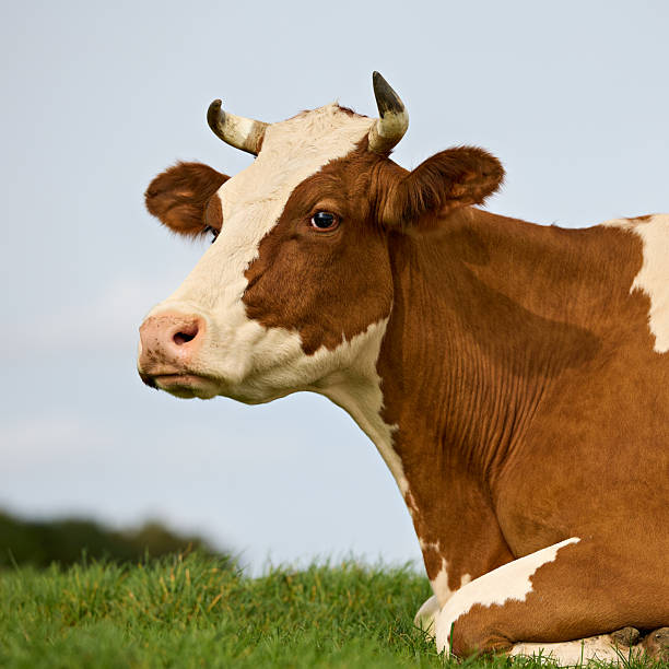 istock Brown and white cow with horns lying on a grassy field under a blue sky with clouds, facing the camera. The serene rural setting evokes a peaceful and natural charm 2208969163