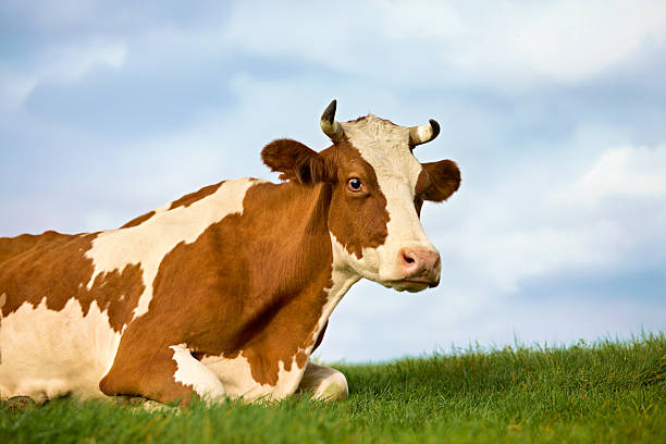 Brown and white cow with horns lying on a grassy field under a blue sky with clouds, facing the camera. The serene rural setting evokes a peaceful and natural charm