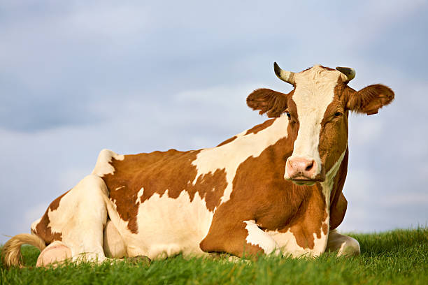 istock Brown and white cow with horns lying on a grassy field under a blue sky with clouds, facing the camera. The serene rural setting evokes a peaceful and natural charm 2208969168