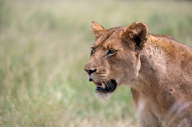 istock African lioness hunting 2208969505