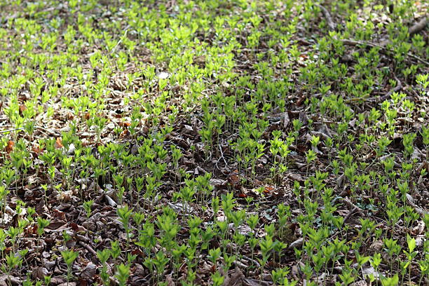 istock Woodland plants emerging in spring sunshine 2208971084