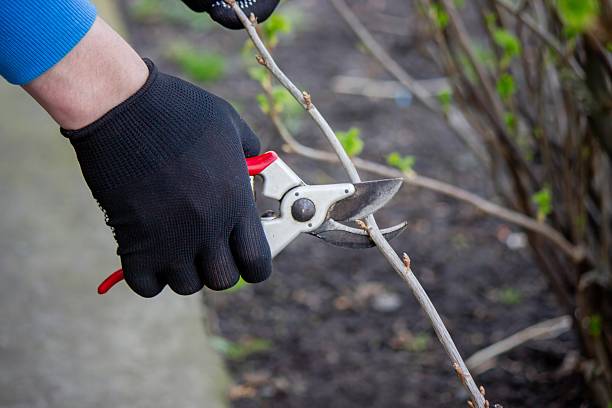 istock Gardener pruning a currant bush with secateurs in the garden 2208973542