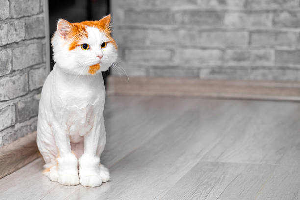 Ginger tabby cat is in the sink. Pet in the bathroom. Cat in a white sink