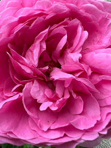 istock A Stunning and Beautiful Pink Flower Blossom CloseUp Captured so Elegantly During Spring 2208976332