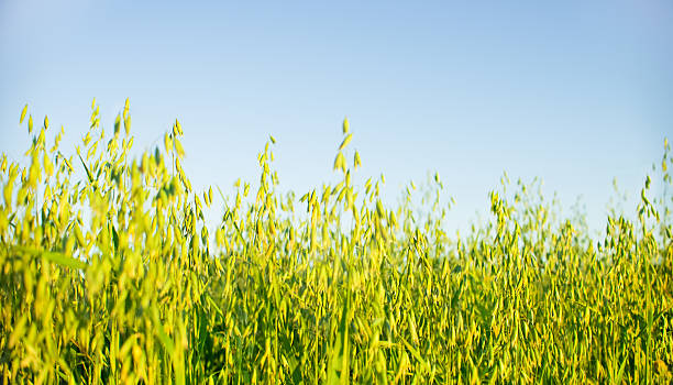 istock Green unripe oats against the blue sky. 2208976719