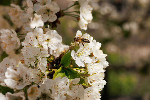 istock Honey bee pollinating wild cherry blossoms, Prunus avium 2208977572