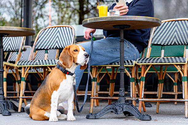 istock Beagle dog waiting patiently while businessman using smartphone at outdoor cafe in Paris 2208982914