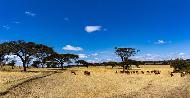istock Kenya Landscapes Panoramic Scenic Views Fields Meadows 2208983219