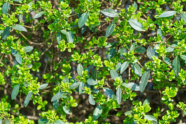 Fresh spring hedge – new leaves in the sunlight