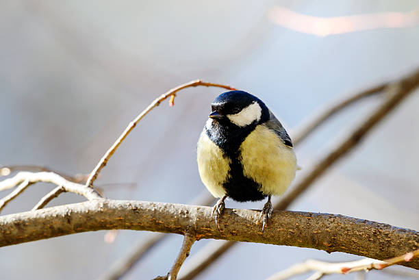 istock Beautiful nature scene with Great tit (Parus major). 2208984223