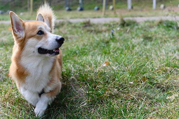 Welsh corgi dog walking on green grass in park.