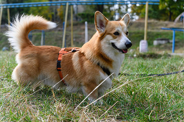 istock Welsh corgi dog walking on green grass in park. 2208985489