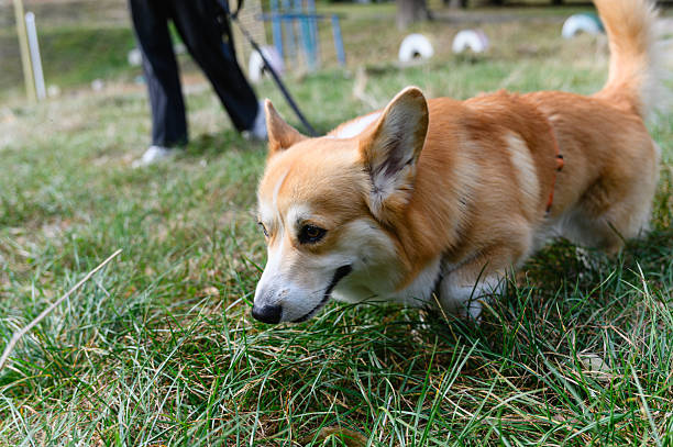 istock Corgi dog sniffing grass in green park during autumn. 2208985516