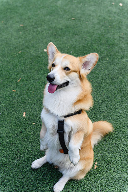 istock Corgi dog sitting upright on hind legs like a bunny. 2208985853