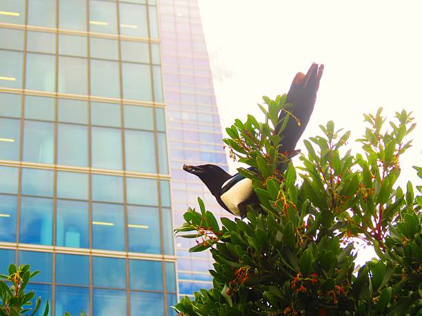 istock Skyscraper - glass building .Corporate Buildings.Bird perched on a branch. 2208987412