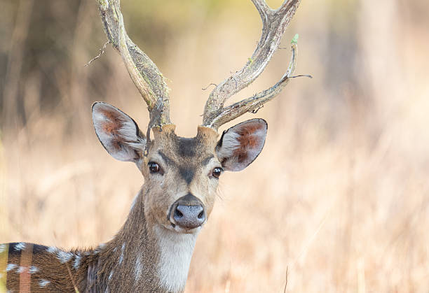 istock Spotted Deer in the Jungles of India 2208987635