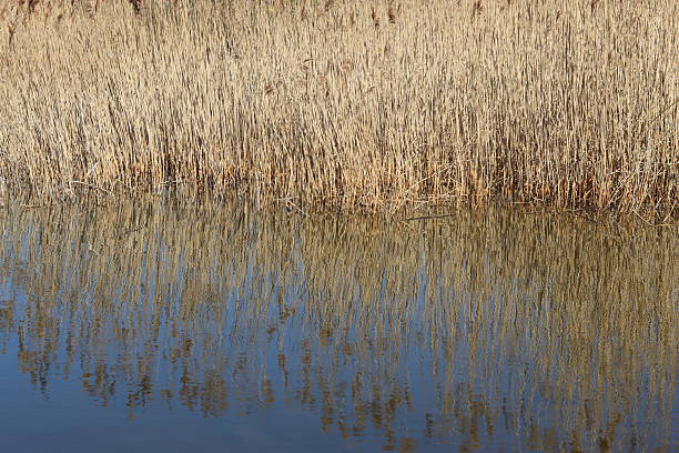 Reeds in a reed bed in spring sunshine