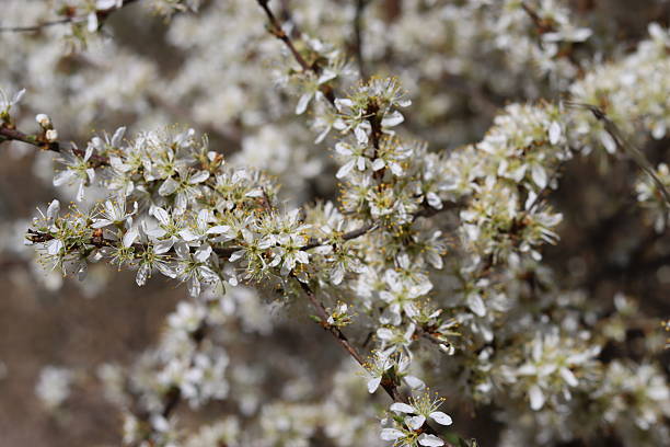 istock Close up of white blackthorn blossom 2208988773