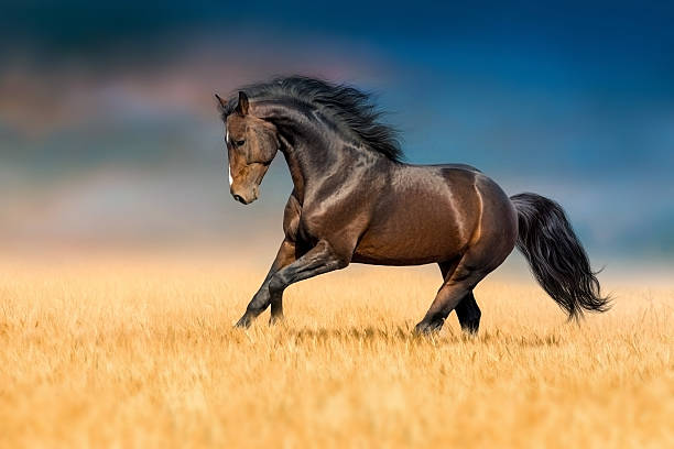 istock Horse in motiom in wheat field 2208989420