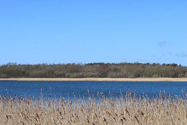 Reed bed and a lake in spring sunshine