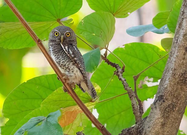 istock Perching Owl in the Jungles of India 2208991131