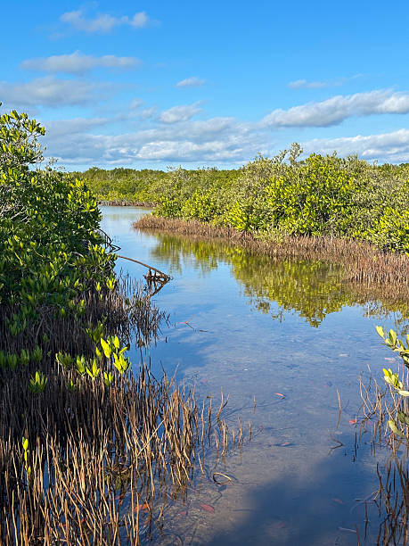 istock Mangrove wetland on the Florida Coast 2208992425