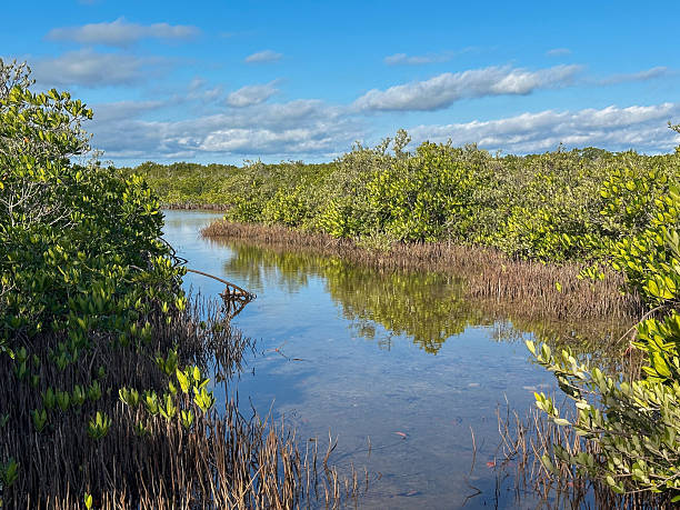 istock Mangrove wetland on the Florida Coast 2208992432