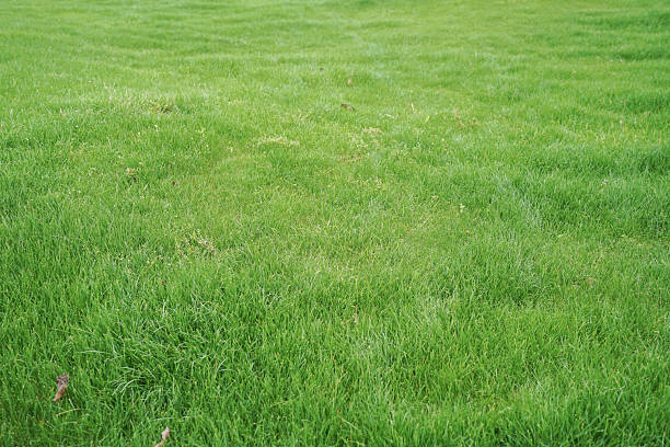istock Green lawn grass natural background, top view. 2208992662