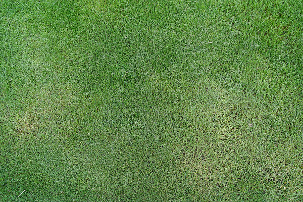 istock Green lawn grass natural background, top view. 2208992691