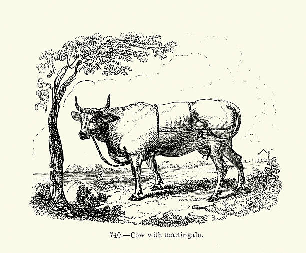 History of cattle farming, cow wearing a Martingale harness, Victorian woodcut illustrations, 19th Century