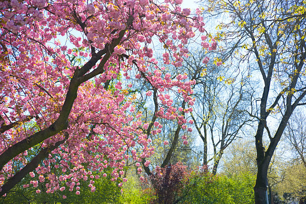 Flowering tree of Japanese cherry sakura on green meadow. An old tree with a distinctive stem with pink flowers during the spring.