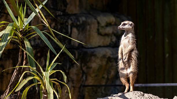 Alert Meerkat on Rock
