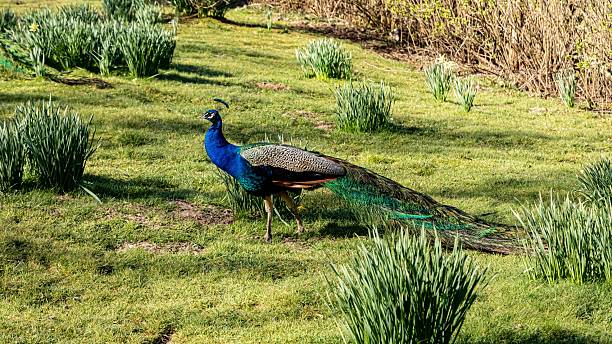 istock Strutting Male Peacock. 2208999533