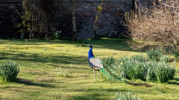 Male Peacock Leaving Garden.